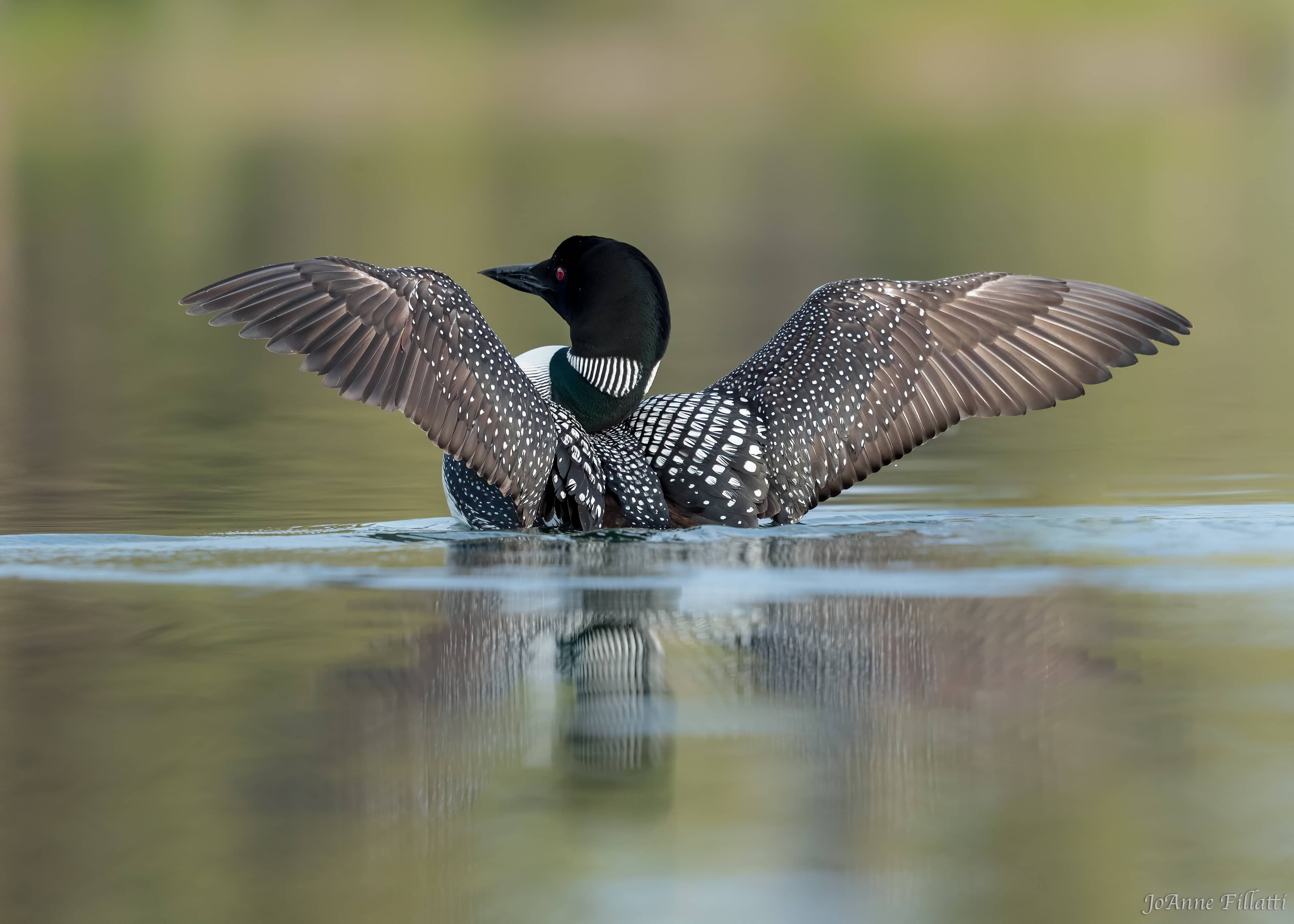 bird of british columbia image 22